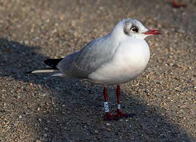 Black-headed Gull (Chroicocephalus ridibundus) [Christianshavns vold og voldgrav, Denmark]