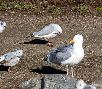 Black-headed Gull (Chroicocephalus ridibundus) [Christianshavns vold og voldgrav, Denmark]