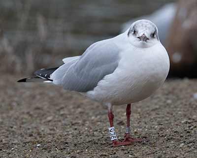 Black-headed Gull (Chroicocephalus ridibundus) [Christianshavns vold og voldgrav, Denmark]