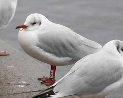 Black-headed Gull (Chroicocephalus ridibundus) [Søerne (København), Denmark]