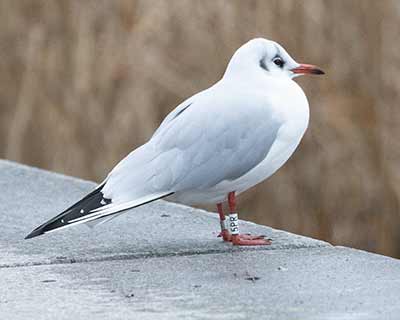 Black-headed Gull (Chroicocephalus ridibundus) [Søerne (København), Denmark]