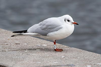 Black-headed Gull (Chroicocephalus ridibundus) [Søerne (København), Denmark]