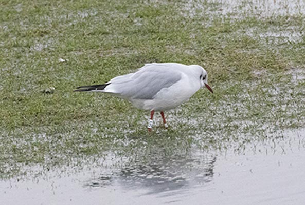 Black-headed Gull (Chroicocephalus ridibundus) [Amager Strandpark, Denmark]