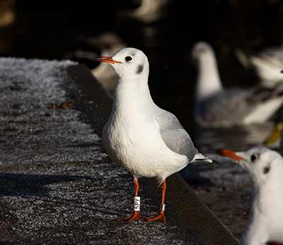 Black-headed Gull (Chroicocephalus ridibundus) [Søerne (København), Denmark]