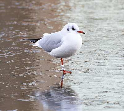 Black-headed Gull (Chroicocephalus ridibundus) [Søerne (København), Denmark]