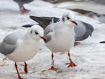 Black-headed Gull (Chroicocephalus ridibundus) [Søerne (København), Denmark]