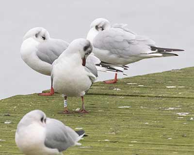 Black-headed Gull (Chroicocephalus ridibundus) [Søstjernen (Amager Strand), Denmark]