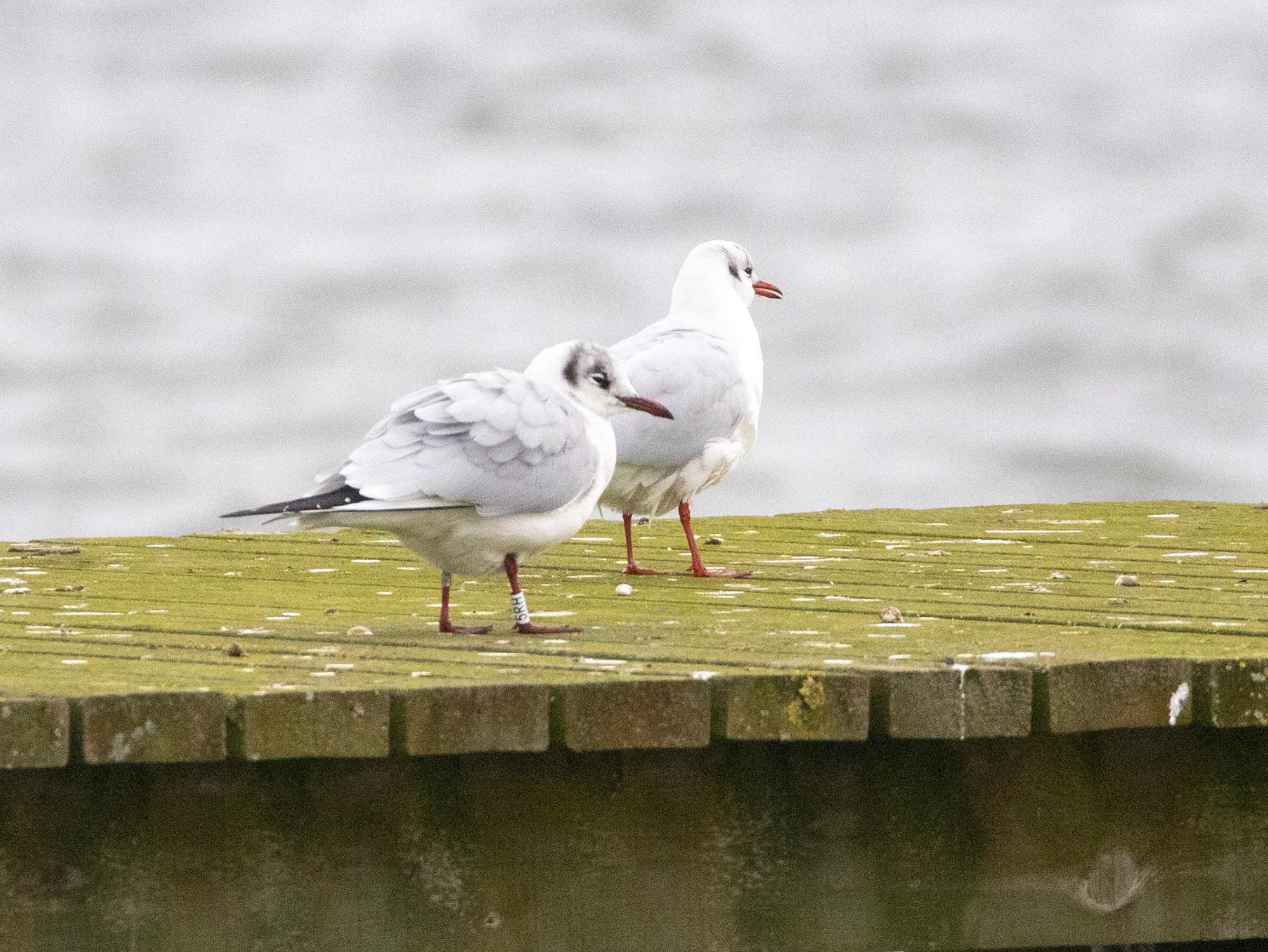 Black-headed Gull (Chroicocephalus ridibundus) [Søstjernen (Amager Strand), Denmark]