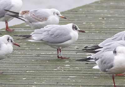Black-headed Gull (Chroicocephalus ridibundus) [Søstjernen (Amager Strand), Denmark]