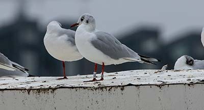 Black-headed Gull (Chroicocephalus ridibundus) [Søerne (København), Denmark]