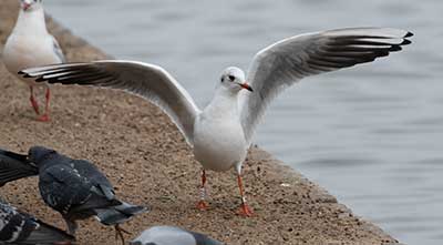 Black-headed Gull (Chroicocephalus ridibundus) [Søerne (København), Denmark]