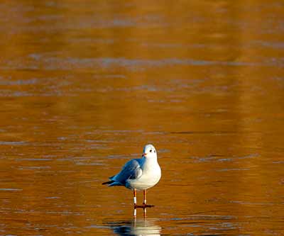 Black-headed Gull (Chroicocephalus ridibundus) [Søerne (København), Denmark]