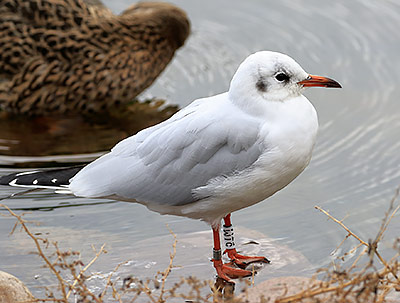 Black-headed Gull (Chroicocephalus ridibundus) [Christianshavns vold og voldgrav, Denmark]