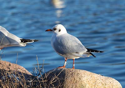 Black-headed Gull (Chroicocephalus ridibundus) [Christianshavns vold og voldgrav, Denmark]