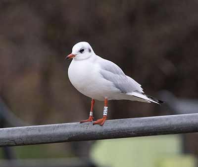 Black-headed Gull (Chroicocephalus ridibundus) [Christianshavns vold og voldgrav, Denmark]