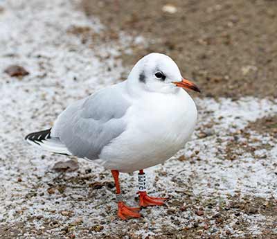 Black-headed Gull (Chroicocephalus ridibundus) [Christianshavns vold og voldgrav, Denmark]
