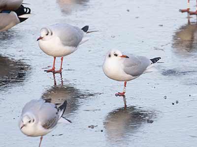 Black-headed Gull (Chroicocephalus ridibundus) [Christianshavns vold og voldgrav, Denmark]
