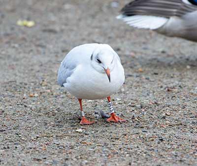 Black-headed Gull (Chroicocephalus ridibundus) [Christianshavns vold og voldgrav, Denmark]