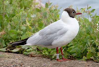 Black-headed Gull (Chroicocephalus ridibundus) [Christianshavns vold og voldgrav, Denmark]