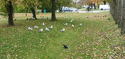 Black-headed Gull (Chroicocephalus ridibundus) [Tårnby Bypark, Denmark]