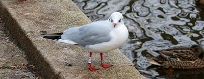 Black-headed Gull (Chroicocephalus ridibundus) [Tårnby Bypark, Denmark]