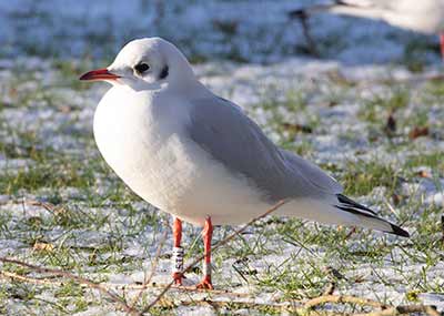 Black-headed Gull (Chroicocephalus ridibundus) [Tårnby Bypark, Denmark]