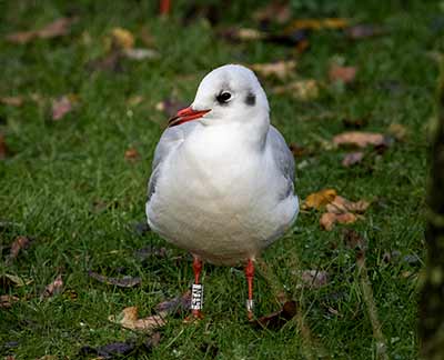 Black-headed Gull (Chroicocephalus ridibundus) [Tårnby Bypark, Denmark]