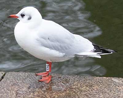 Black-headed Gull (Chroicocephalus ridibundus) [Tårnby Bypark, Denmark]