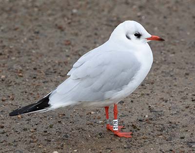 Black-headed Gull (Chroicocephalus ridibundus) [Christianshavns vold og voldgrav, Denmark]