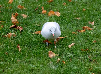 Black-headed Gull (Chroicocephalus ridibundus) [Tårnby Bypark, Denmark]