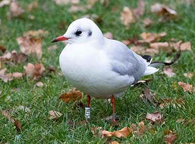 Black-headed Gull (Chroicocephalus ridibundus) [Tårnby Bypark, Denmark]