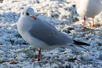 Black-headed Gull (Chroicocephalus ridibundus) [Tårnby Bypark, Denmark]