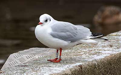 Black-headed Gull (Chroicocephalus ridibundus) [Tårnby Bypark, Denmark]