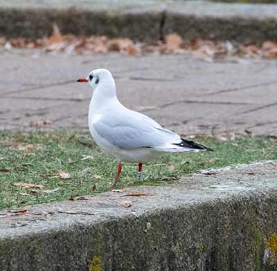 Black-headed Gull (Chroicocephalus ridibundus) [Tårnby Bypark, Denmark]