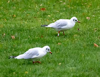 Black-headed Gull (Chroicocephalus ridibundus) [Tårnby Bypark, Denmark]