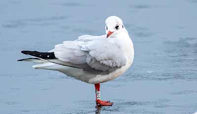 Black-headed Gull (Chroicocephalus ridibundus) [Christianshavns vold og voldgrav, Denmark]