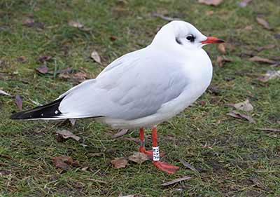 Black-headed Gull (Chroicocephalus ridibundus) [Tårnby Bypark, Denmark]