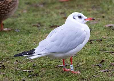 Black-headed Gull (Chroicocephalus ridibundus) [Tårnby Bypark, Denmark]