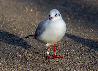 Black-headed Gull (Chroicocephalus ridibundus) [Christianshavns vold og voldgrav, Denmark]