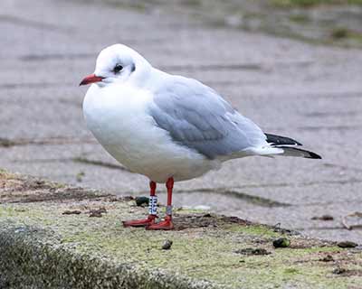 Black-headed Gull (Chroicocephalus ridibundus) [Tårnby Bypark, Denmark]