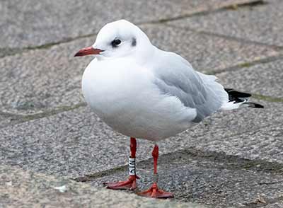 Black-headed Gull (Chroicocephalus ridibundus) [Tårnby Bypark, Denmark]