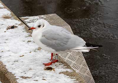 Black-headed Gull (Chroicocephalus ridibundus) [Søerne (København), Denmark]