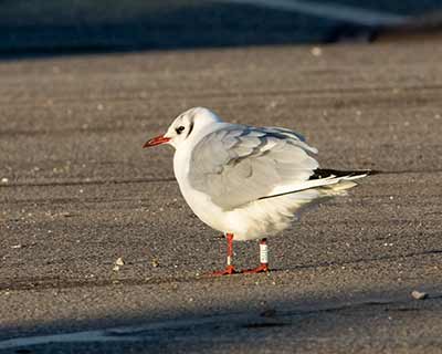 Black-headed Gull (Chroicocephalus ridibundus) [Brøndby Strand, Denmark]