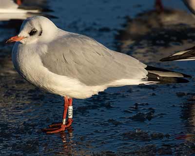 Black-headed Gull (Chroicocephalus ridibundus) [Christianshavns vold og voldgrav, Denmark]