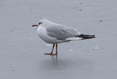 Black-headed Gull (Chroicocephalus ridibundus) [Christianshavns vold og voldgrav, Denmark]