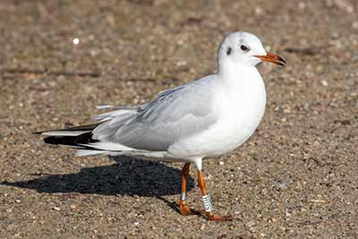 Black-headed Gull (Chroicocephalus ridibundus) [Christianshavns vold og voldgrav, Denmark]
