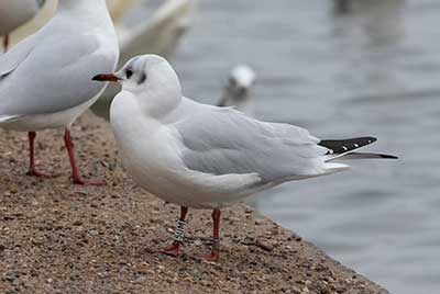 Black-headed Gull (Chroicocephalus ridibundus) [Søerne (København), Denmark]