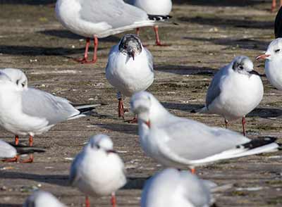 Black-headed Gull (Chroicocephalus ridibundus) [Søerne (København), Denmark]