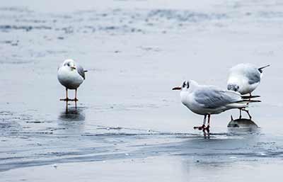 Black-headed Gull (Chroicocephalus ridibundus) [Søerne (København), Denmark]
