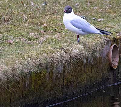 Black-headed Gull (Chroicocephalus ridibundus) [Frederiksberg Have, Denmark]
